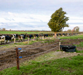 Lameness control may be needed ahead of breeding