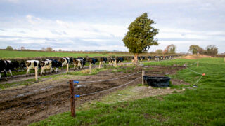 Lameness control may be needed ahead of breeding