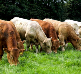 Clear link between bTB outbreaks and NI farm families’ stress levels – report