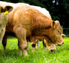 NI BCR scheme ‘undermining’ traditional grass-based systems – TUV