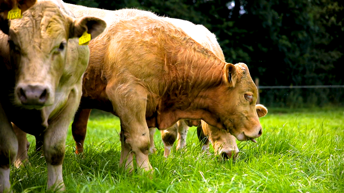 NI BCR scheme ‘undermining’ traditional grass-based systems – TUV