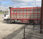 Study: ‘Simple change’ at abattoirs could improve livestock welfare