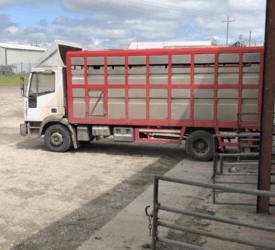 Study: ‘Simple change’ at abattoirs could improve livestock welfare