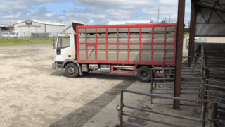 Study: ‘Simple change’ at abattoirs could improve livestock welfare