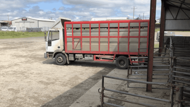 Study: ‘Simple change’ at abattoirs could improve livestock welfare