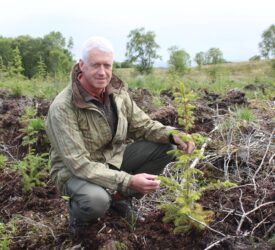 Calls for clarification on future support for NI private woodlands