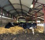 How retained placentas can affect breeding