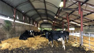 How retained placentas can affect breeding