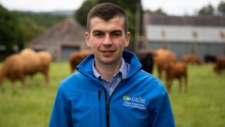 Advice: Suckler herd fertility – getting cows back in calf