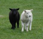 Dead lambs discovered on Tyrone road verge