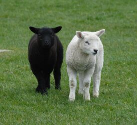 Dead lambs discovered on Tyrone road verge