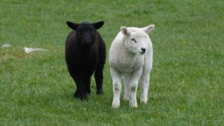 Dead lambs discovered on Tyrone road verge