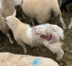 SCOPS launches blowfly forecasting tool ahead of peak season