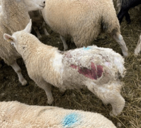 SCOPS launches blowfly forecasting tool ahead of peak season