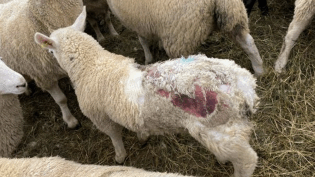 SCOPS launches blowfly forecasting tool ahead of peak season