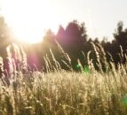 Interim chair appointed to nature conservation council