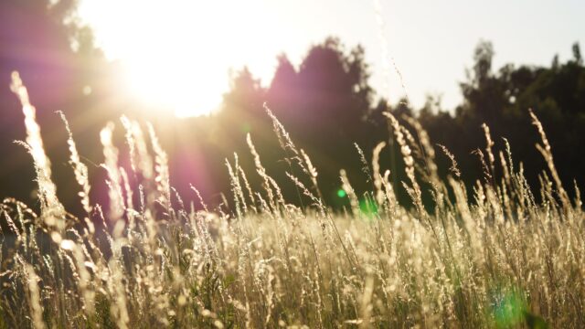 Interim chair appointed to nature conservation council