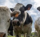 Beef price drop shows farmers are ‘taking the hit again’ – UFU