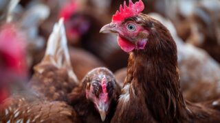 DAERA confirms plan to lift NI housing order for poultry