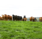 New bTB report will be ‘bedrock’ of eradication campaign – UFU