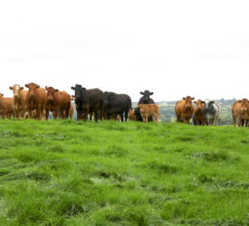 New bTB report will be ‘bedrock’ of eradication campaign – UFU