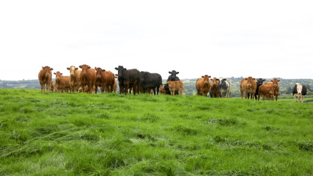 New bTB report will be ‘bedrock’ of eradication campaign – UFU