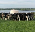 Are your heifers hitting target weights for weaning?