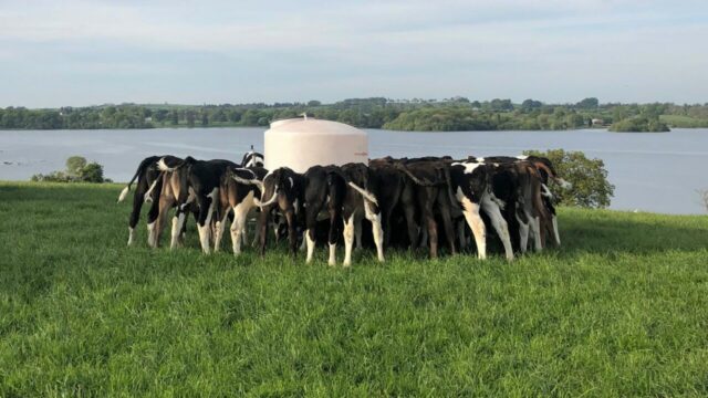 Are your heifers hitting target weights for weaning?