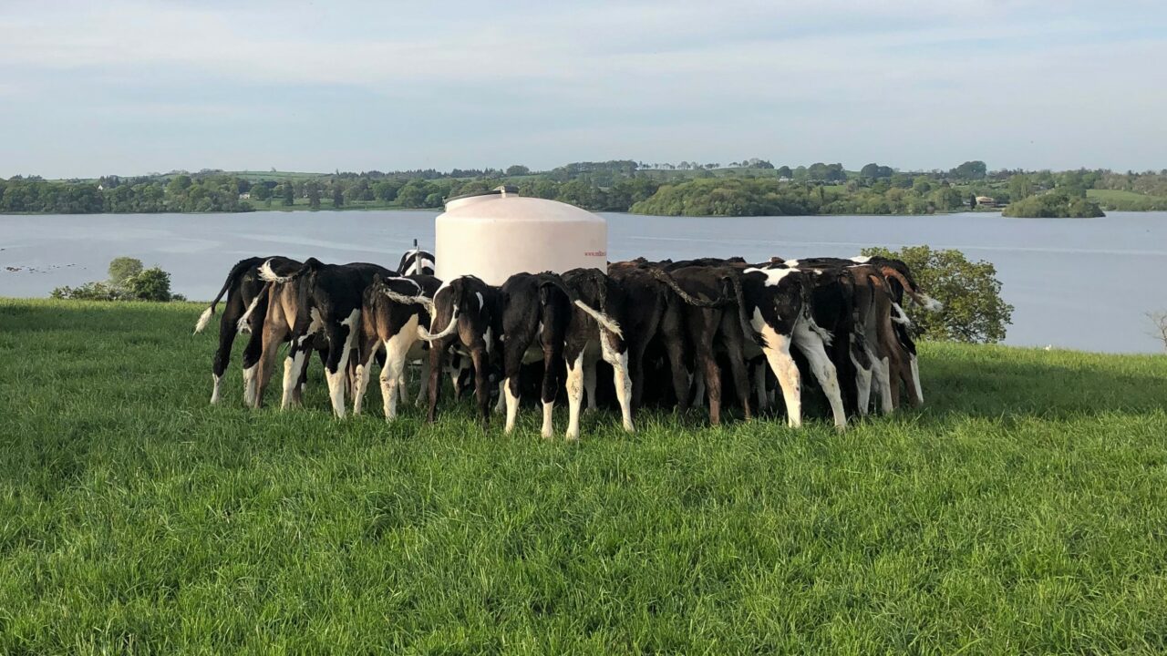 Are your heifers hitting target weights for weaning?