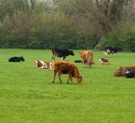 UK breeding cattle and sheep populations continue to decline