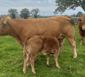 Tips on managing a compact calving pattern in suckler herds