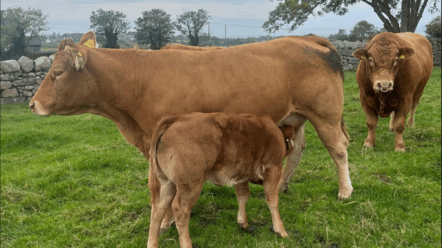 Tips on managing a compact calving pattern in suckler herds