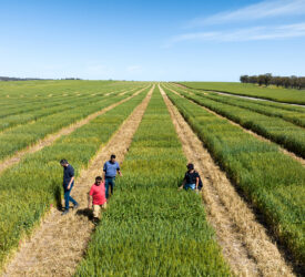 Australian fertiliser efficiency use in the spotlight as supplies collapse