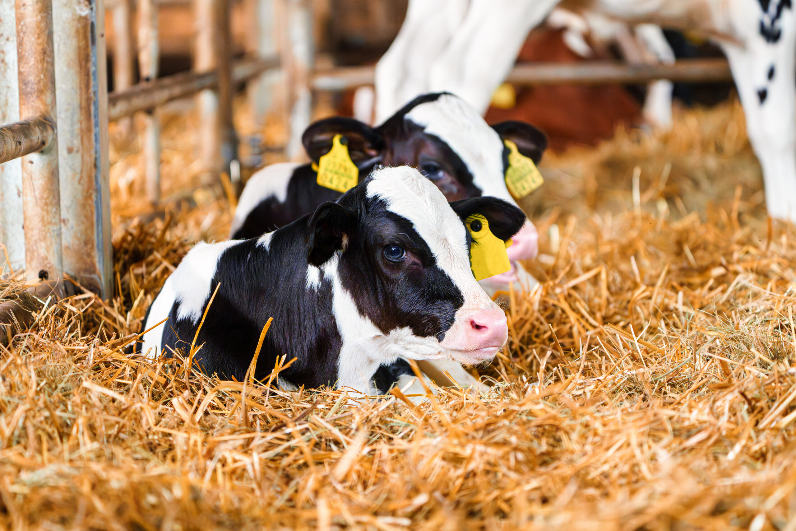 agriland.co.uk - Joe Griffin - Hungry calves will 'trade-off play' to prioritise food - study