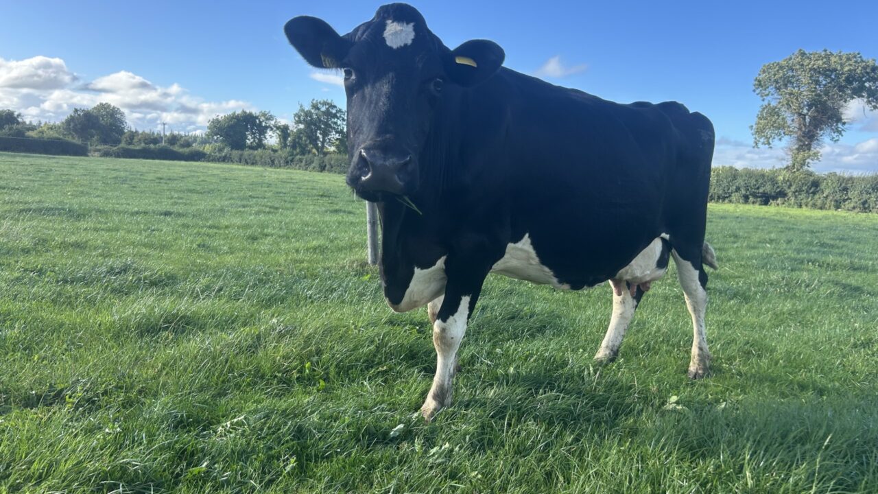 Spring grazing: Risk of negative energy balance