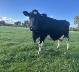 Spring grazing: Risk of negative energy balance