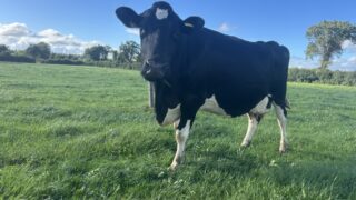 Spring grazing: Risk of negative energy balance