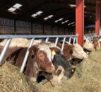 DAERA: Bluetongue vaccine now permitted under general licence