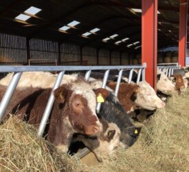 DAERA: Bluetongue vaccine now permitted under general licence