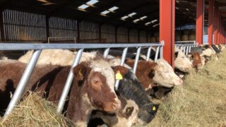 DAERA: Bluetongue vaccine now permitted under general licence
