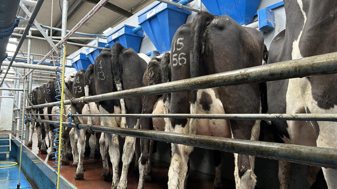 Preventing mastitis as cows hit peak milk production