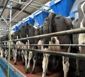 Preventing mastitis as cows hit peak milk production
