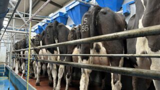 Preventing mastitis as cows hit peak milk production