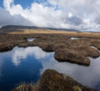 DAERA outlines delivery plan for NI’s first peatland strategy