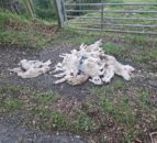Graphic pics: Dumping of dead lambs in Derry being ‘investigated’ by DAERA