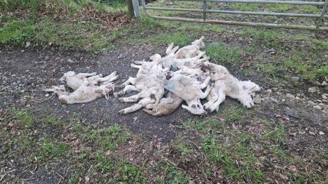 Graphic pics: Dumping of dead lambs in Derry being ‘investigated’ by DAERA