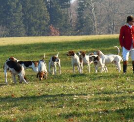 Alliance Party reintroduces fox hunting ban proposal in NI Assembly