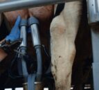 Higher milk production led to longer shelf-life products in 2025 – AHDB