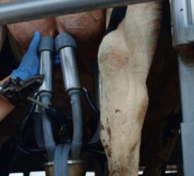 Higher milk production led to longer shelf-life products in 2025 – AHDB