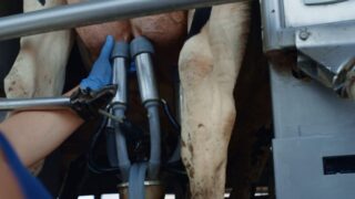 Higher milk production led to longer shelf-life products in 2025 – AHDB